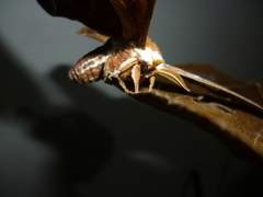 Rothschildia arethusa