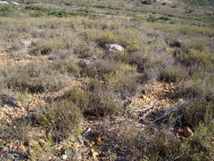 Acrodon purpureostylus