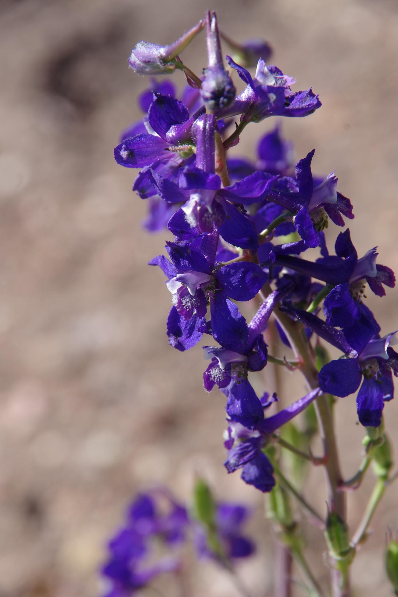 Delphinium andersonii