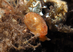 Bulla vernicosa