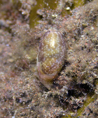 Bulla vernicosa