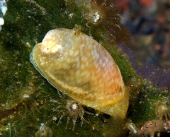 Bulla vernicosa