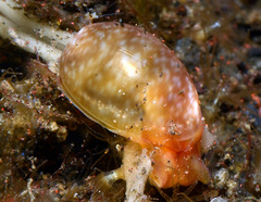 Bulla vernicosa