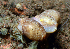 Bulla vernicosa