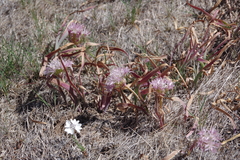 Allium anceps