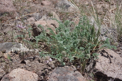 Astragalus andersonii