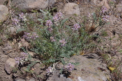Astragalus andersonii