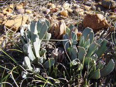 Acrodon purpureostylus