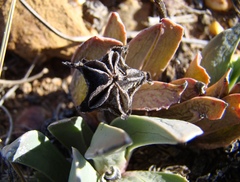 Acrodon purpureostylus