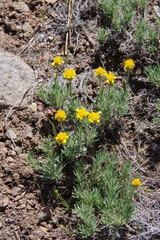 Nestotus stenophyllus