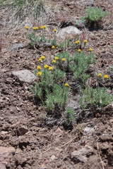 Nestotus stenophyllus