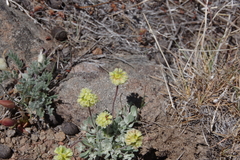 Eriogonum douglasii