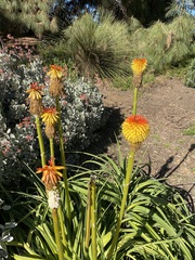Kniphofia rooperi