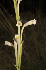 Polianthes nelsonii