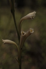 Polianthes nelsonii