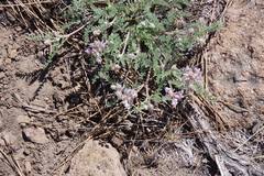 Astragalus andersonii