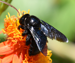 Xylocopa griswoldi