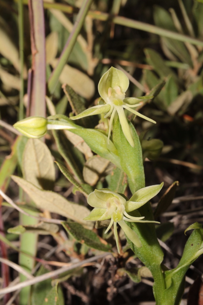 Habenaria castroi
