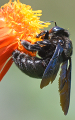 Xylocopa griswoldi