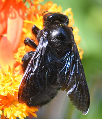 Xylocopa griswoldi