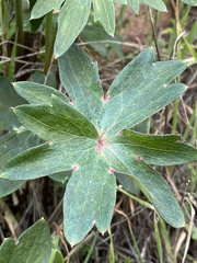 Delphinium cardinale