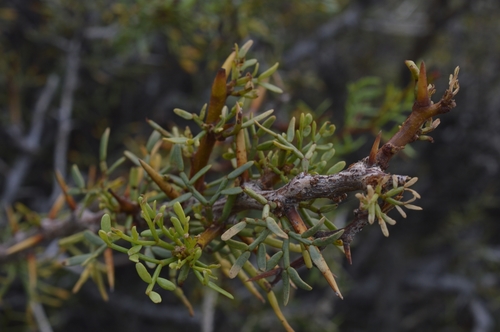 Image of Neltuma denudans by (c) E Santos Ortega, some rights reserved (CC BY)