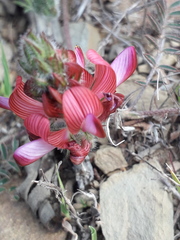 Onobrychis humilis