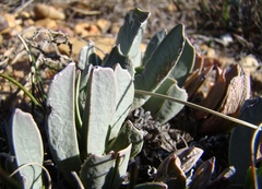 Acrodon purpureostylus