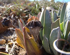 Acrodon purpureostylus