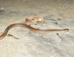 Thamnophis validus