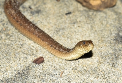Thamnophis validus