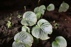 Monophyllaea