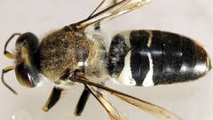 Bembix vespiformis