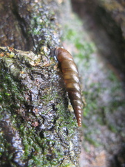 Phaedusa filicostata