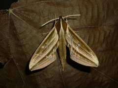 Xylophanes isaon