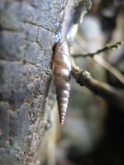 Phaedusa filicostata