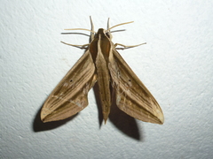 Xylophanes isaon