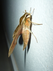 Xylophanes isaon