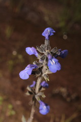 Salvia nana