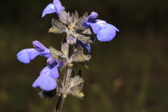 Salvia nana