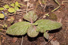 Salvia nana