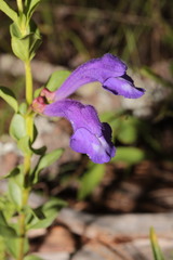 Scutellaria hispidula