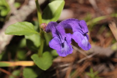 Scutellaria hispidula