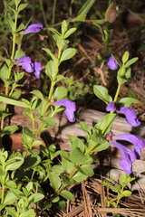 Scutellaria hispidula