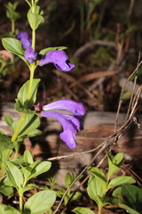 Scutellaria hispidula