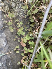 Pterostegia drymarioides