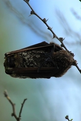 Lasiurus cinereus villosissimus