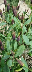 Porophyllum obscurum