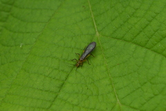 Isoperlinae