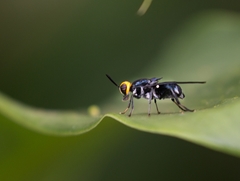 Cyphomyia wiedemanni